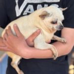 Chihuahua Laura, 05/2016, ca. 25 cm