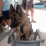 Schäferhund Loba, 06/2023, ca. 60 cm
