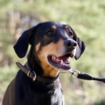 Dobermann Loki, 02/2021, ca. 68 cm, 29410 Ritze