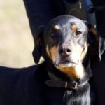 Dobermann Loki, 02/2021, ca. 68 cm, 29410 Ritze