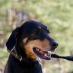 Dobermann Loki, 02/2021, ca. 68 cm, 29410 Ritze