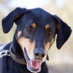 Dobermann Loki, 02/2021, ca. 68 cm, 29410 Ritze