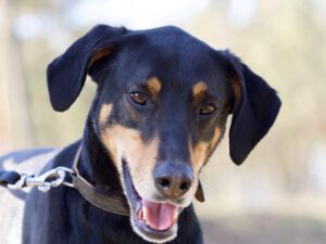 Dobermann Loki, 02/2021, ca. 68 cm, 29410 Ritze