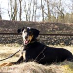 Dobermann Loki, 02/2021, ca. 68 cm, 29410 Ritze