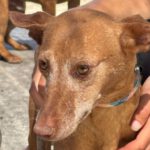 Podenco Louise, 08/2020, ca. 45 cm