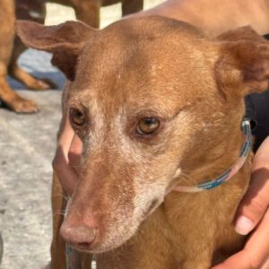 Podenco Louise, 08/2020, ca. 45 cm