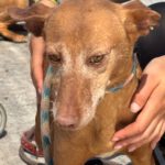 Podenco Louise, 08/2020, ca. 45 cm
