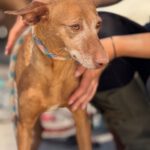 Podenco Louise, 08/2020, ca. 45 cm