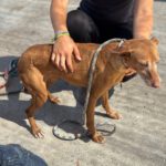 Podenco Louise, 08/2020, ca. 45 cm