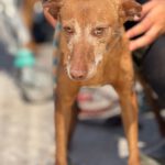 Podenco Louise, 08/2020, ca. 45 cm