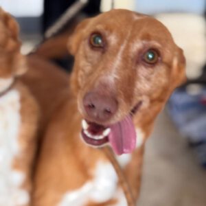 Podenco Lucera, 04/2019, ca. 45 cm