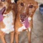 Podenco Lucera, 04/2019, ca. 45 cm