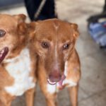 Podenco Lucera, 04/2019, ca. 45 cm