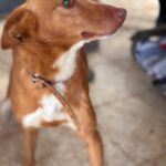 Podenco Lucera, 04/2019, ca. 45 cm