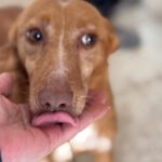 Podenco Lucera, 04/2019, ca. 45 cm