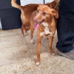 Podenco Lucera, 04/2019, ca. 45 cm