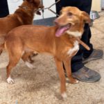 Podenco Lucera, 04/2019, ca. 45 cm