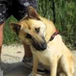 Schäferhund Mischling Lucky, 06/2024, ca. 65 cm