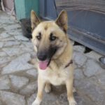 Schäferhund Mischling Lucky, 06/2024, ca. 65 cm