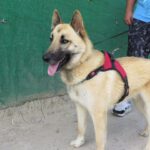 Schäferhund Mischling Lucky, 06/2024, ca. 65 cm