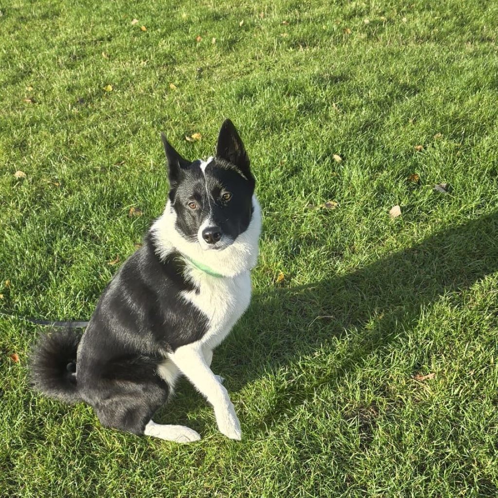Westsibirischer Laika Lucky, 03/2023, ca. 53 cm, 13057 Berlin