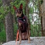 Pinscher Mischling Luis,07/2021, ca. 45 cm,96365 Nordhalben