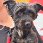 Terrier Mischling Luna, 05/2024, ca. 30 cm
