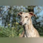 Galgo Malou, 12/2021, ca. 65 cm, 43477 Radevormwald