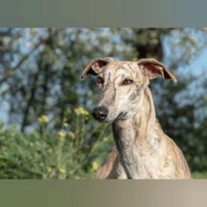 Galgo Malou, 12/2021, ca. 65 cm, 43477 Radevormwald