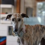 Galgo Malou, 12/2021, ca. 65 cm, 43477 Radevormwald