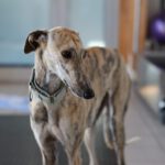 Galgo Malou, 12/2021, ca. 65 cm, 43477 Radevormwald