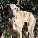 Galgo Malou, 12/2021, ca. 65 cm, 43477 Radevormwald