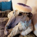 Galgo Malou, 12/2021, ca. 65 cm, 43477 Radevormwald