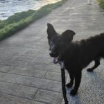 Border Collie Mischling Malta, 02/2024, ca. 48 cm
