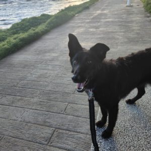 Border Collie Mischling Malta, 02/2024, ca. 48 cm