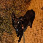 Border Collie Mischling Malta, 02/2024, ca. 48 cm
