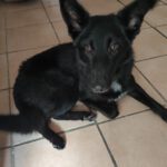 Border Collie Mischling Malta, 02/2024, ca. 48 cm