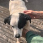 Bodeguero Mischling Manchitas, 05/2017, ca. 40- 45 cm