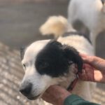 Bodeguero Mischling Manchitas, 05/2017, ca. 40- 45 cm