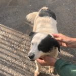 Bodeguero Mischling Manchitas, 05/2017, ca. 40- 45 cm