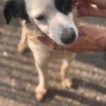 Bodeguero Mischling Manchitas, 05/2017, ca. 40- 45 cm