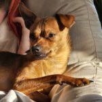 Pinscher Mischling Mango, 06/2024, Endgröße ca. 32 cm, 22885 Barsbüttel
