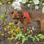 Pinscher Mischling Mango, 06/2024, Endgröße ca. 32 cm, 22885 Barsbüttel