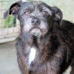 Terrier Mischling Manuel, 04/2018, ca. 35 cm
