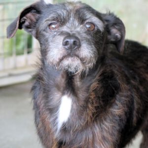 Terrier Mischling Manuel, 04/2018, ca. 35 cm