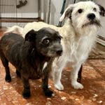 Terrier Mischling Manuel, 04/2018, ca. 35 cm