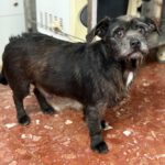 Terrier Mischling Manuel, 04/2018, ca. 35 cm