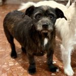 Terrier Mischling Manuel, 04/2018, ca. 35 cm
