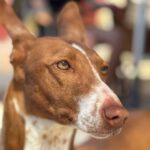 Podenco Manuela, 11/2022, ca. 45 cm