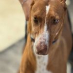 Podenco Manuela, 11/2022, ca. 45 cm